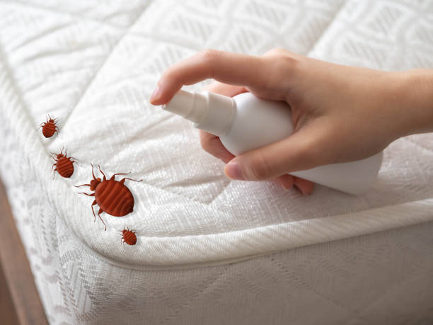 Wasp Removal Services in Seeley Lake, MT