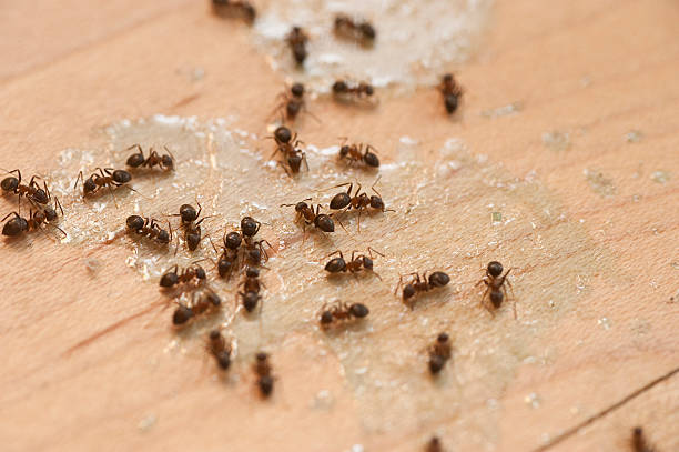 Best Pest Control Near Me  in Seeley Lake, MT
